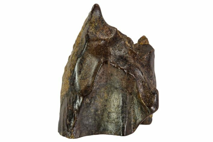 Triceratops Shed Tooth - Montana #109071